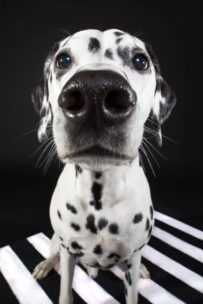 Mustavalkoinen Dalmatiankoira istuu mustavalkoisella matolla.