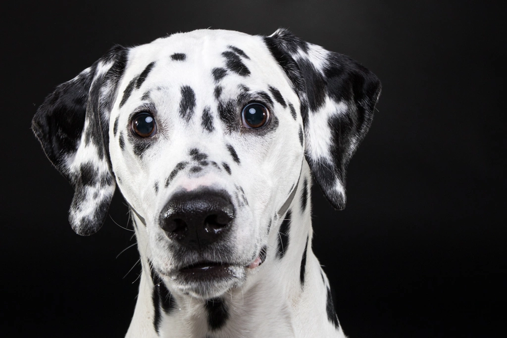Mustavalkoinen dalmatialaisen koiran kasvokuva mustalla taustalla.
