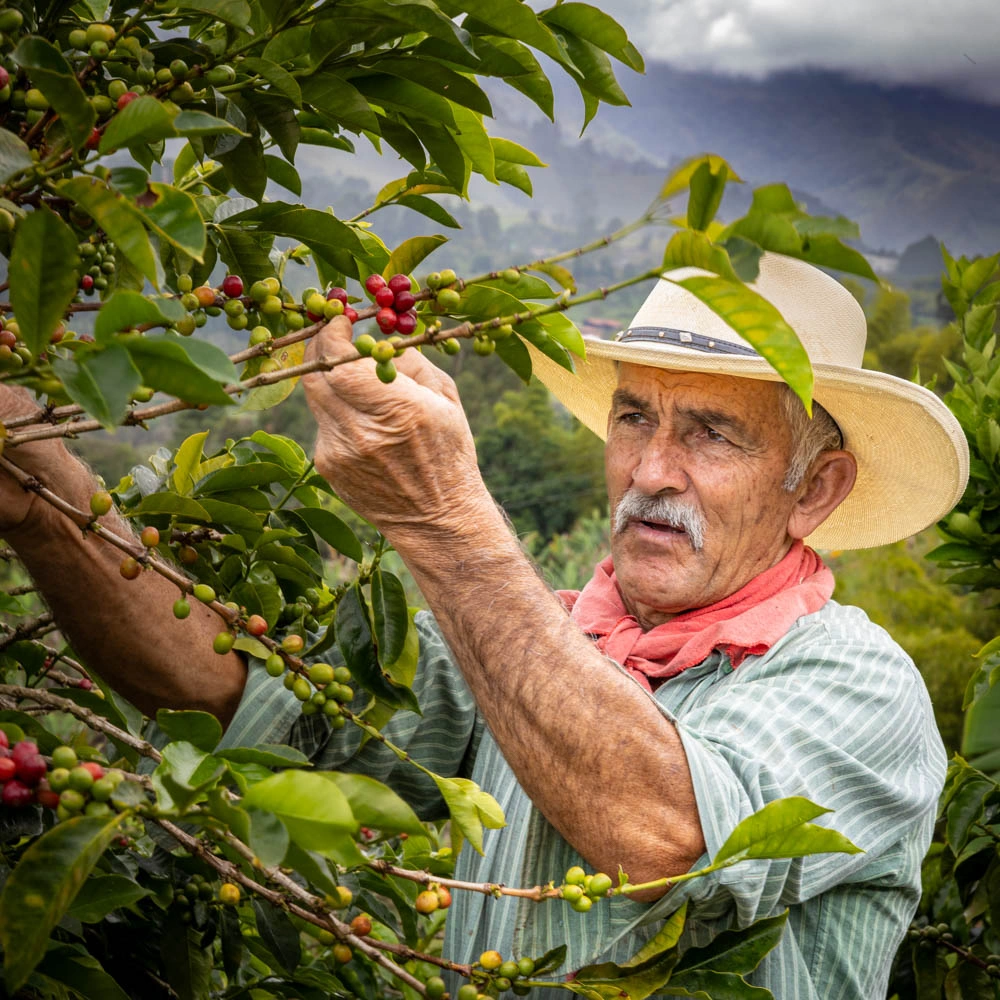 Vanha mies poimimassa kahvipapuja pensaasta.