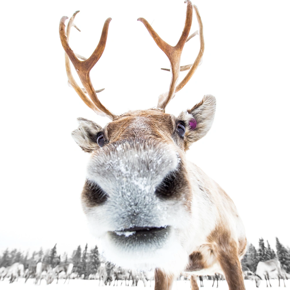 Poron kuono lähikuvissa ja porolla on isot sarvet.